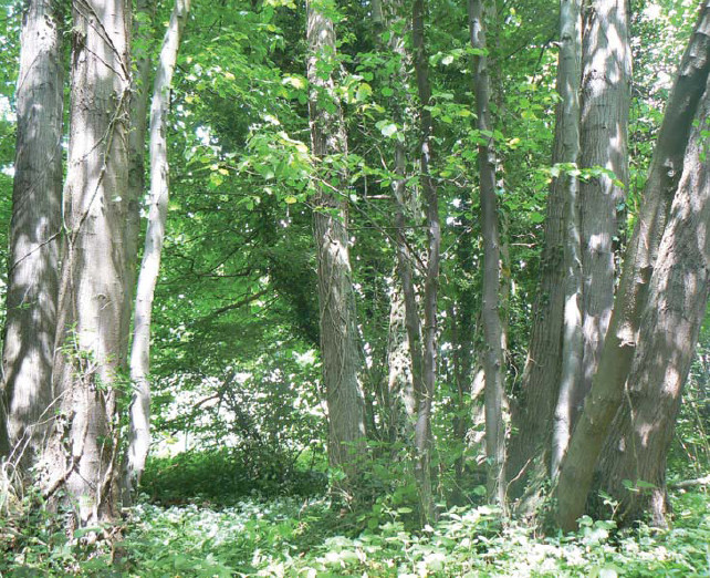 Ancient small-leaved lime Whitwell Wood Reading these landscapes can take you - photo 6