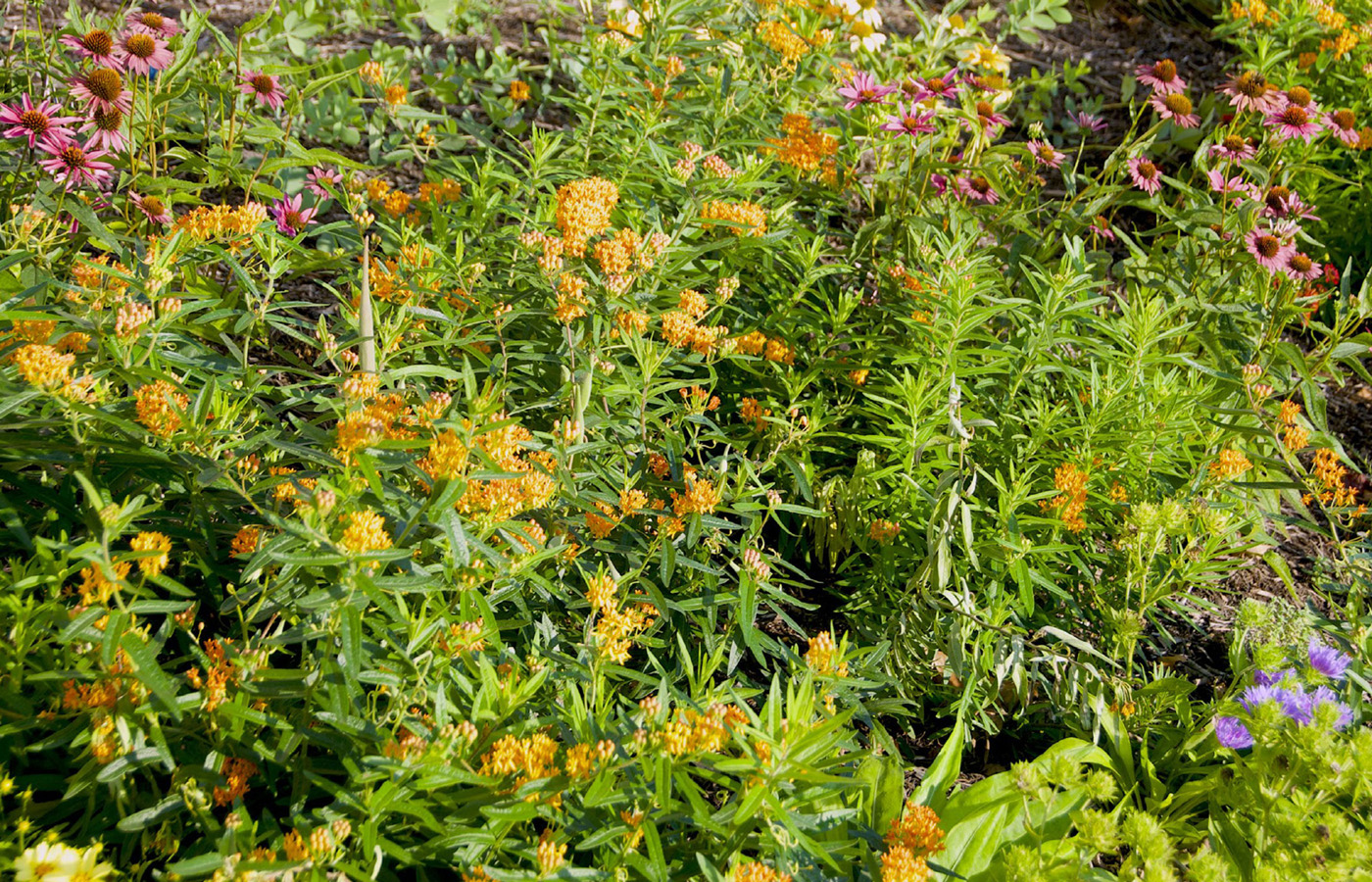 Deer-Resistant Native Plants for the Northeast - image 2