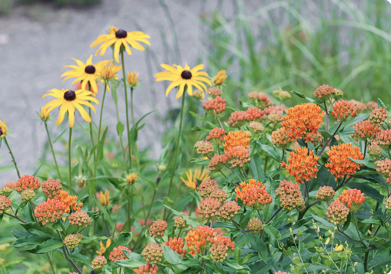 Black-eyed Susans mix well with butterfly flower in the summer garden - photo 10