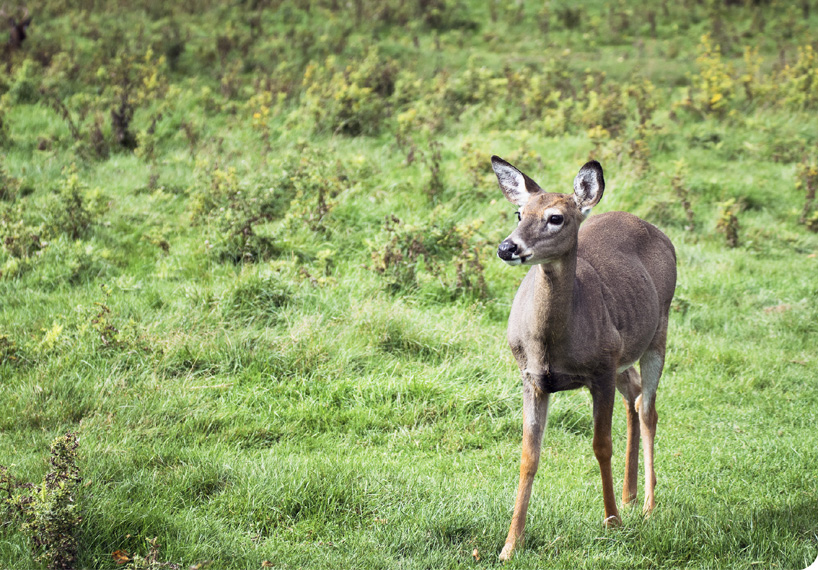 White-tailed deer are always looking for an easy meal Deer are considered by - photo 11