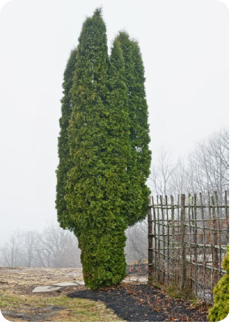 Deer browse damage on arborvitae Bucks wreak havoc on small trees and - photo 12