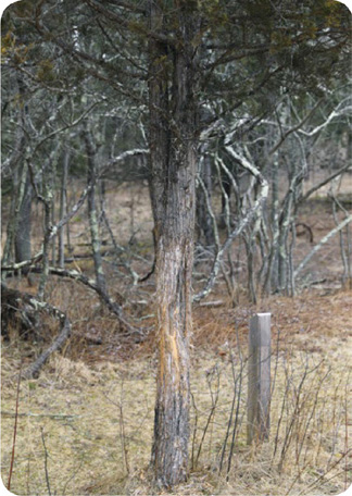 Bucks wreak havoc on small trees and shrubs in late fall and winter by rubbing - photo 13