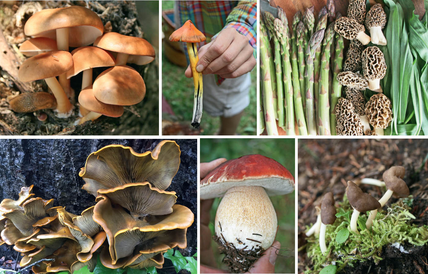 PART I Mushrooms The Basics READ THIS BOOK BEFORE YOU PICK YOUR NEXT - photo 3