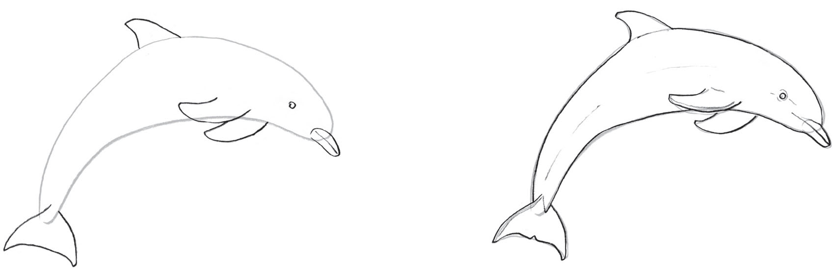 Porpoises have compact heads and small triangular snouts so make sure to - photo 11