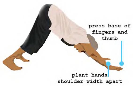 Section 1 Downward Facing Dog Adho Mukha Svanasana When planting your - photo 9