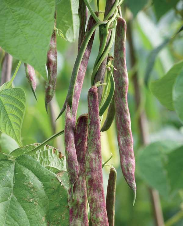 Borlotti beans quickly climb up tall canes producing a heavy crop of speckled - photo 7