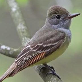 The Female has no crest while the male has a distinctive crest The Flycatcher - photo 2