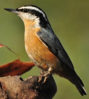 Red-breasted Nuthatches have very short tails and nearly no neck the body is - photo 3