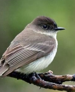 It is the smallest eastern flycatcher Kingbird These birds wait on an - photo 4