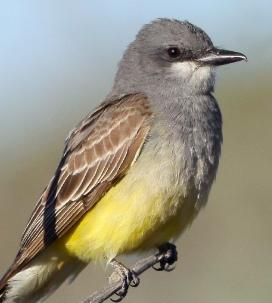 These birds wait on an imperiled perch and then capture insects in flight Blue - photo 5