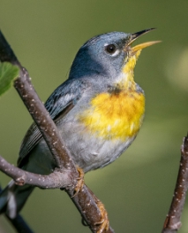 Northern Parulas are small wood-warblers with a short tail and a thin pointy - photo 7