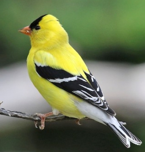 The male are bright yellow in summer while the female are light yellow in - photo 8