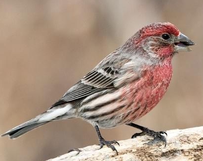 House finches often nest on houses Pine Siskin Pine Siskins are very small - photo 9