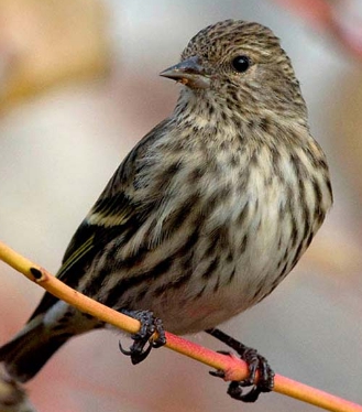 Pine Siskins are very small songbirds with cutting pointed bills and short - photo 10