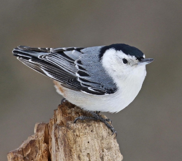 White Breasted Nuthatch are often seen walking head facing down on trees - photo 11