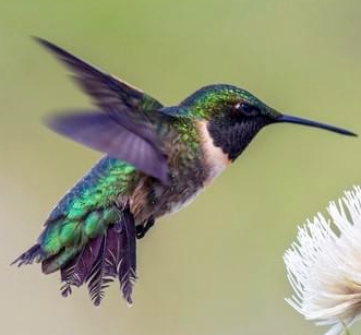 Ruby-throated Hummingbirds are gorgeous emerald or golden-green on the back and - photo 12