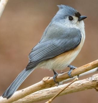 A small gray bird with an echoing voice the Tufted Titmouse is prevalent in - photo 14