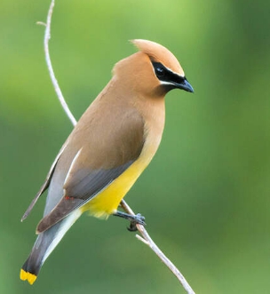 The cedar waxwing is a medium-sized mostly brown gray and yellow bird - photo 15