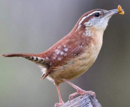 The Carolina Wren is a little but chunky bird with a rounded body and a long - photo 16