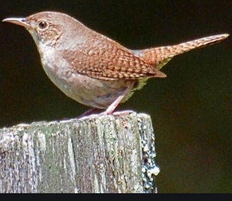 A plain brown bird with a bubbly voice the House Wren is a familiar backyard - photo 17