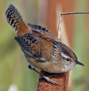 The Marsh Wren is a little full round-bodied wren with a short tail it - photo 18