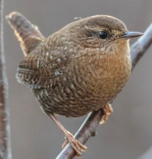 The Winter Wren is a full round ball with a chubby tail that it habitually - photo 19