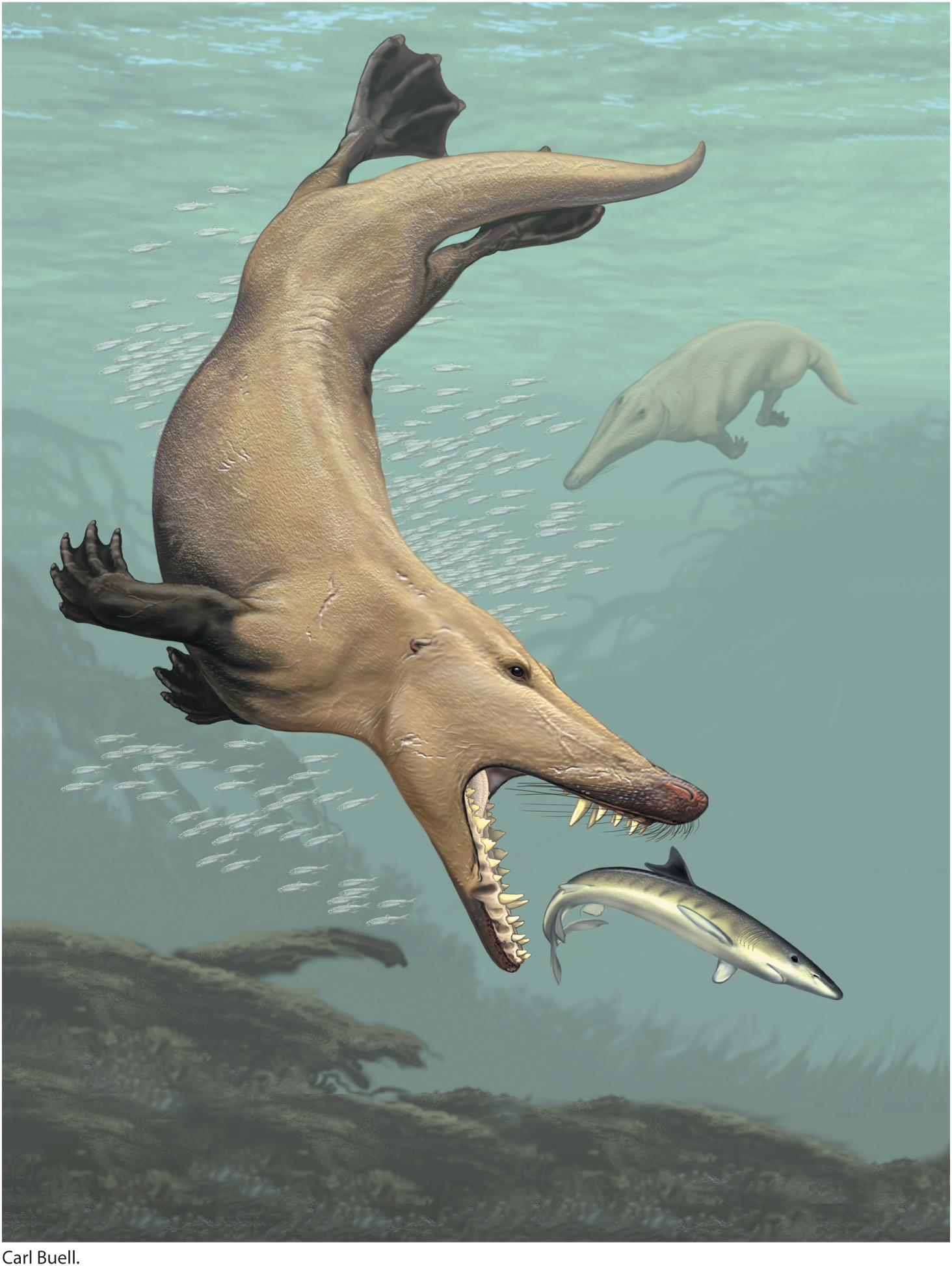 The earliest whales such as the 47-million-year-old Ambulocetus still had - photo 7