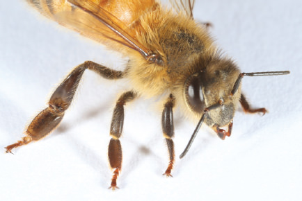 A worker female bee Note the large hind legs which are well-suited to - photo 5