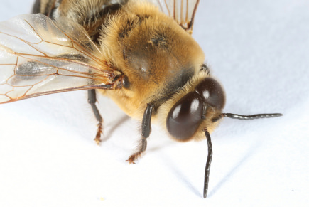 A drone male bee The drone is much stockier than the worker with large - photo 6