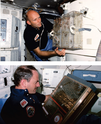 Top Astronaut C Gordon Fullerton with insects March 1982 Moths flies and - photo 7