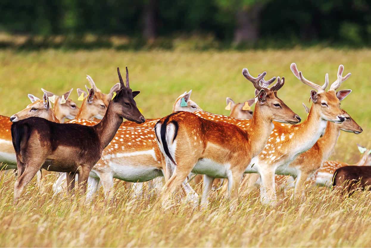 Top Attraction 6 Shutterstock Phoenix Park The biggest urban park in Europe - photo 9