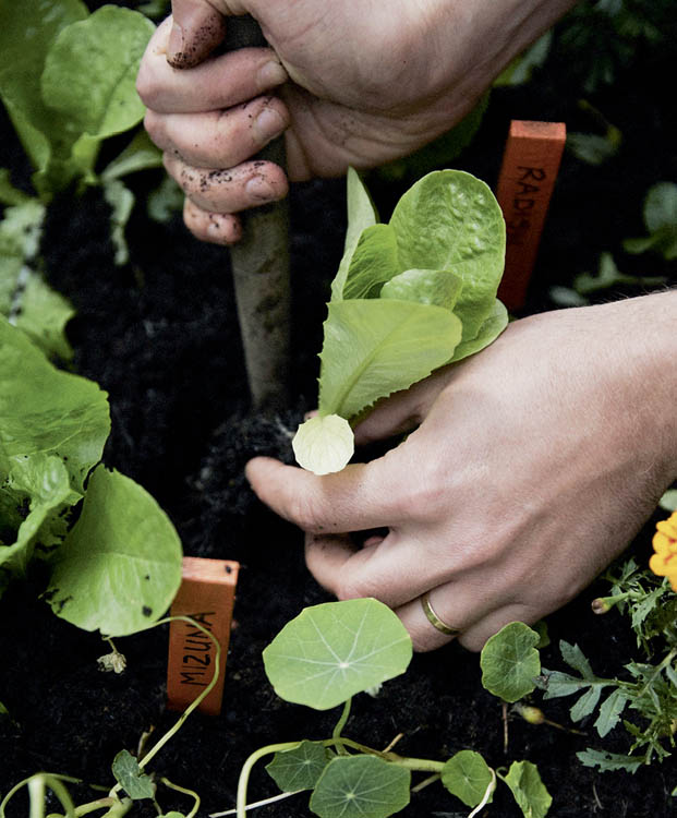 Lets Get Growing Vegetable and fruit gardening has come a long way Once the - photo 5