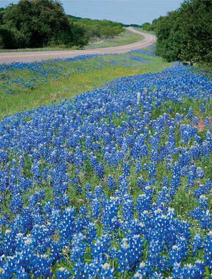 Texas bluebonnets decorate Ranch Road 2323 between Llano and Fredericksburg - photo 6