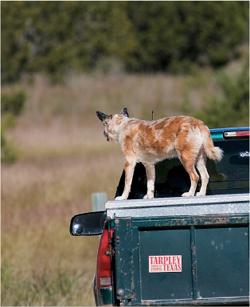 A dog is out for a drive in the back of a pickup truck near Tarpley - photo 8