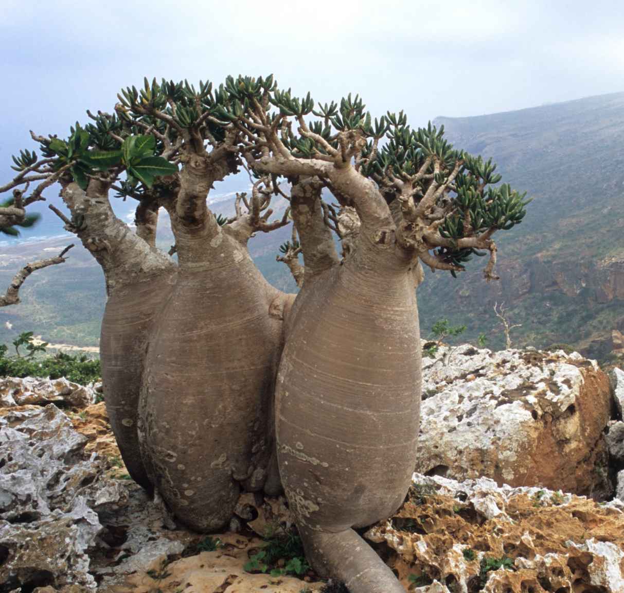 Adenium socotranum Photo by Rob Skillin Copyright 2011 by Fred Dortort - photo 2