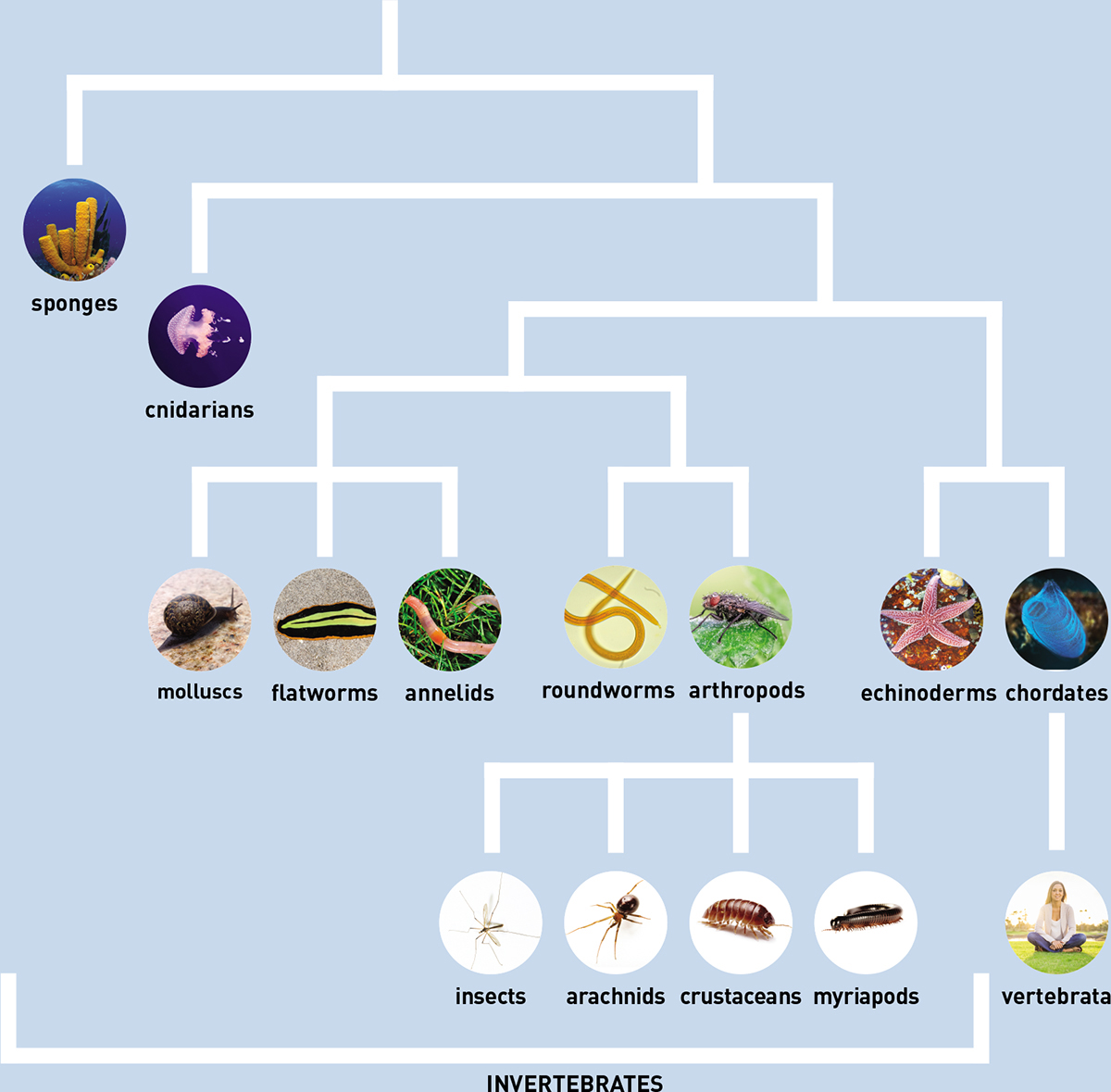 The word minibeast has no place in science its a non-taxonomic term so there - photo 4