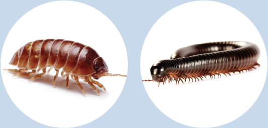 Left Crustaceans 1014 legs Right Myriapods more than 20 legs - photo 6