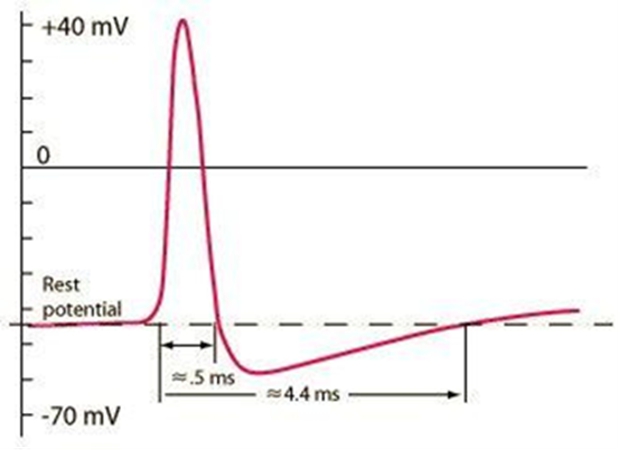 This relationship between neurons has characteristics You may have heard the - photo 1