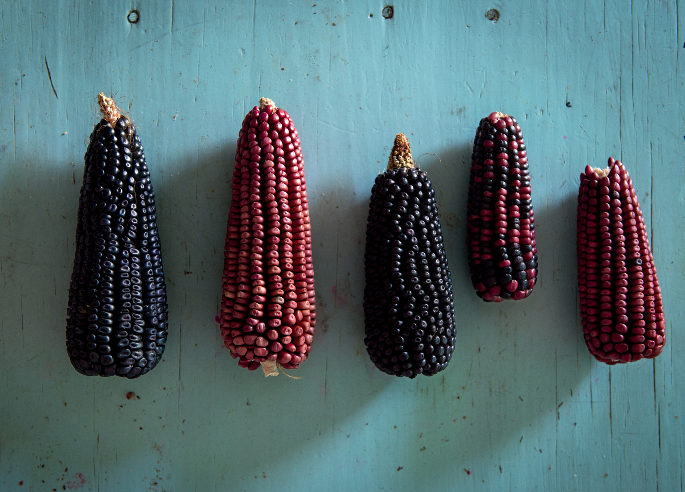 Colorful heirloom corn that will be cooked ground into masa and patted into - photo 2