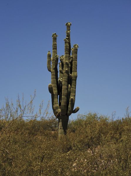 Figure 11 A rather old saguaro near Mammoth Arizona in the San Pedro Valley - photo 4