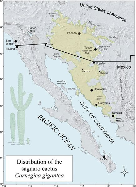 Map 11 The pale green color represents the distribution of the saguaro cactus - photo 5