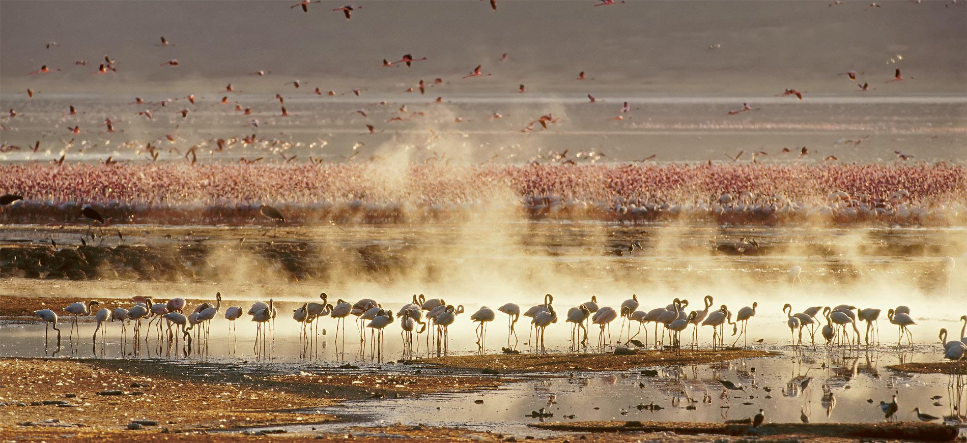 At dawn flocks of lesser flamingos feed and preen at Kenyas Lake Bogoria in - photo 6