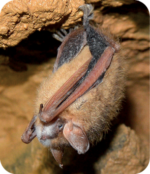 The white fuzz on this little brown bats face means it has white-nose syndrome - photo 4