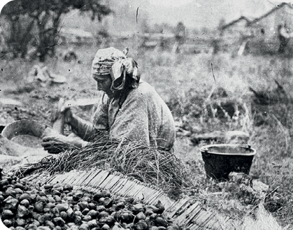 Camas bulbs were an important part of the traditional diet of Indigenous - photo 3