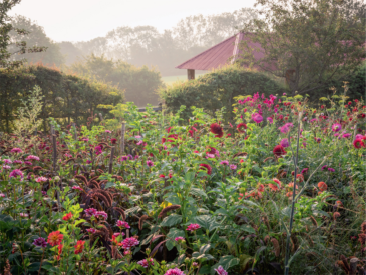 August dawn in the dahlia trial beds in the Perennial Cutting Garden where - photo 11