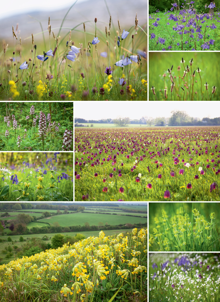 Wildflower scenes like those pictured on the left inspired me to become a - photo 7