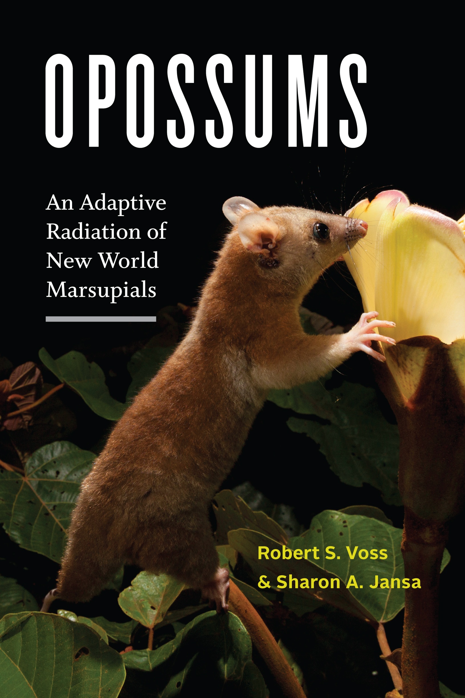 Opossums Opossums An Adaptive Radiation of New World Marsupials Robert - photo 1