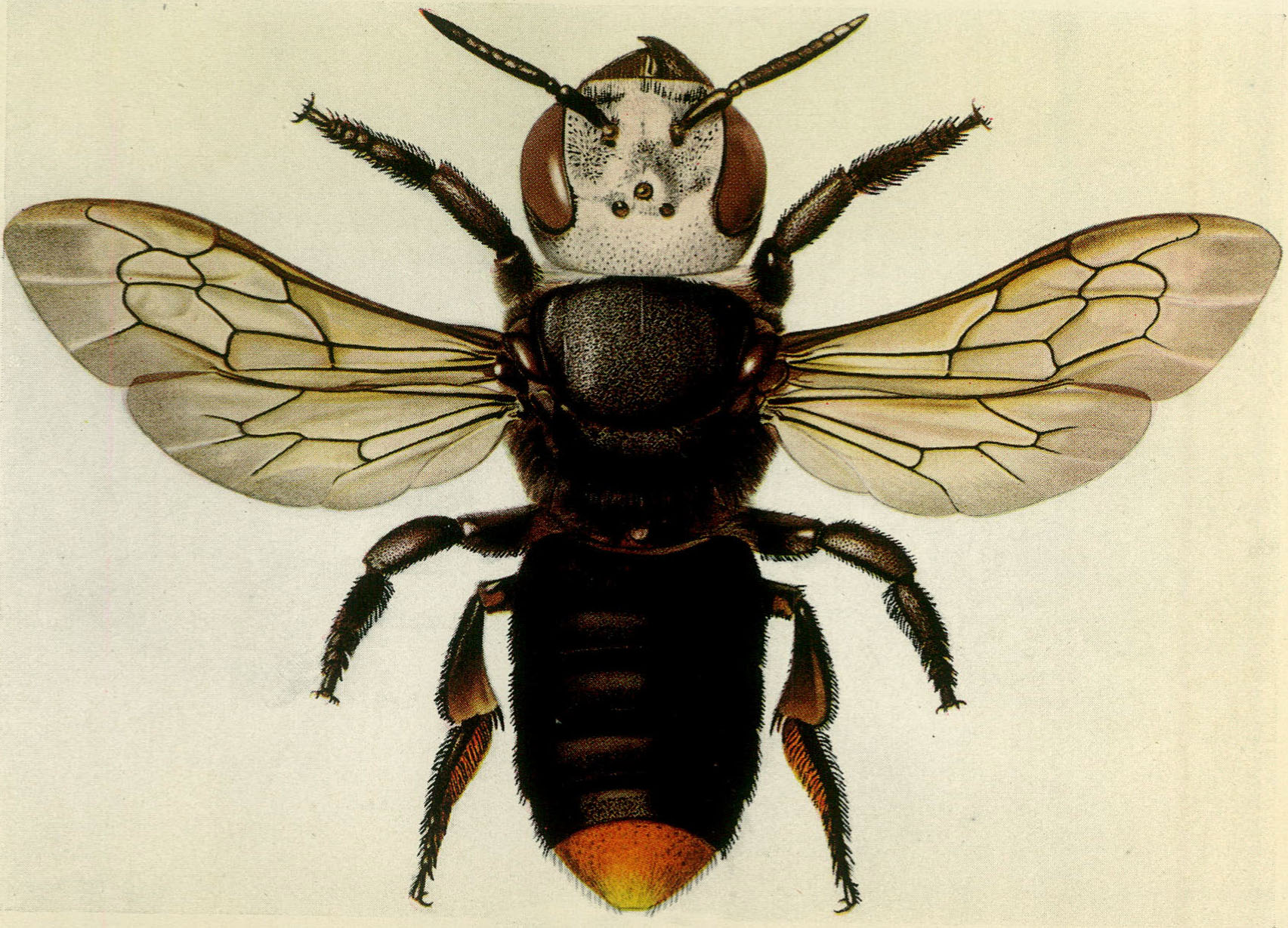 Megachile Senex The World of Bees Gilbert Nixon Illustrations by Arthur - photo 4