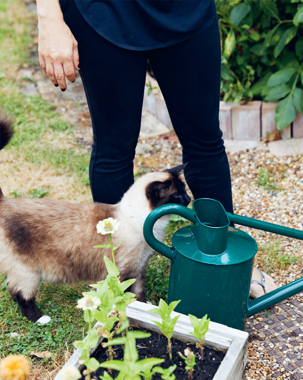 Happiness has always been my goal in life and in growing my own food I have - photo 7