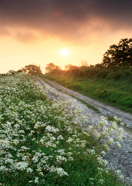 Country lane on Bignor Hill in spring at Slindon estate West Sussex A RUN - photo 7